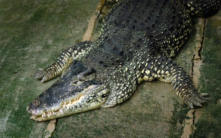 Animal crocodile HD Desktop Wallpaper | Background Image