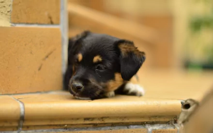 A close-up of a cute puppy resting its head on a tiled surface, showcasing its black and brown fur. This HD image serves as a charming desktop wallpaper and background.
