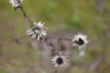 HD desktop wallpaper featuring close-up of a withered flower with a blurred natural background.