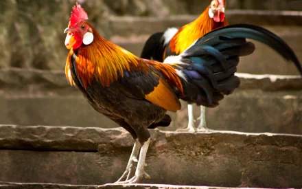HD PC desktop wallpaper featuring two vibrant roosters standing on stone steps, showcasing bright red combs and rich, colorful plumage.