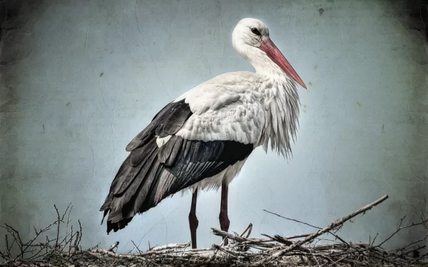 HD desktop wallpaper featuring a white stork standing on a nest against a muted, textured background.