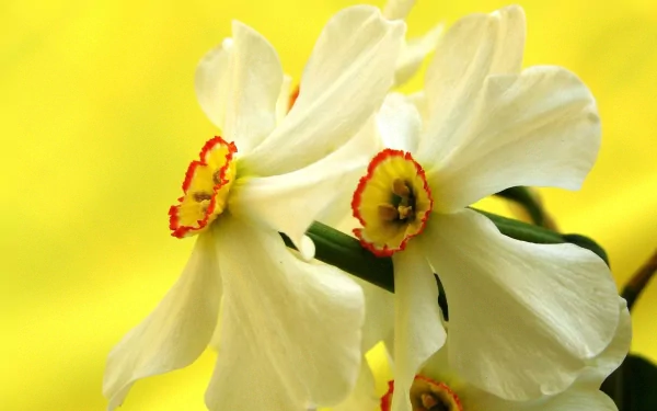 nature daffodil HD Desktop Wallpaper | Background Image