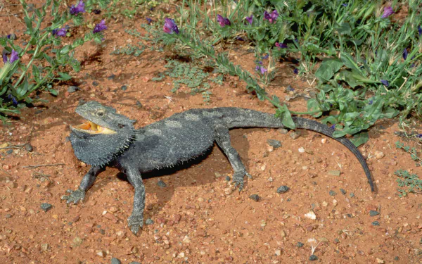Animal Bearded Dragon HD Desktop Wallpaper | Background Image