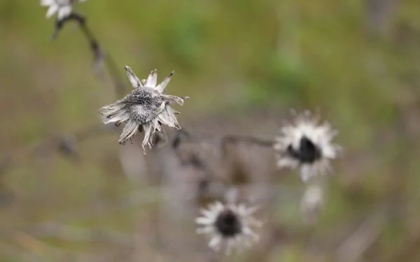 HD desktop wallpaper featuring close-up of a withered flower with a blurred natural background.