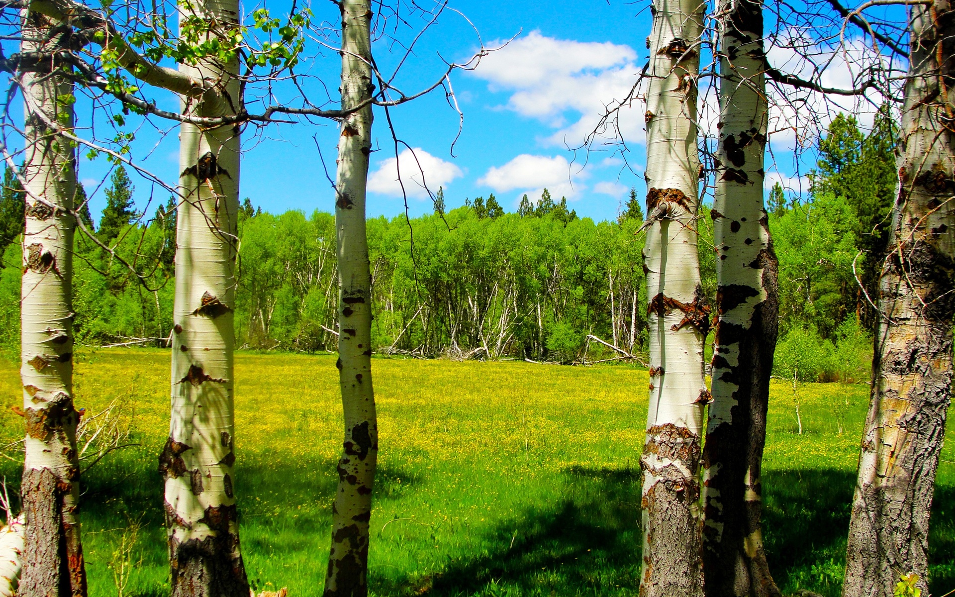 Árbol Fondo de pantalla HD | Fondo de Escritorio | 1920x1200 | ID