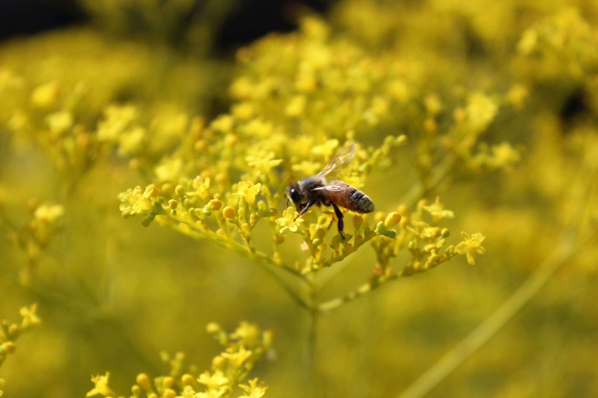 Bee on Yellow Flowers HD Wallpaper by Phaethon