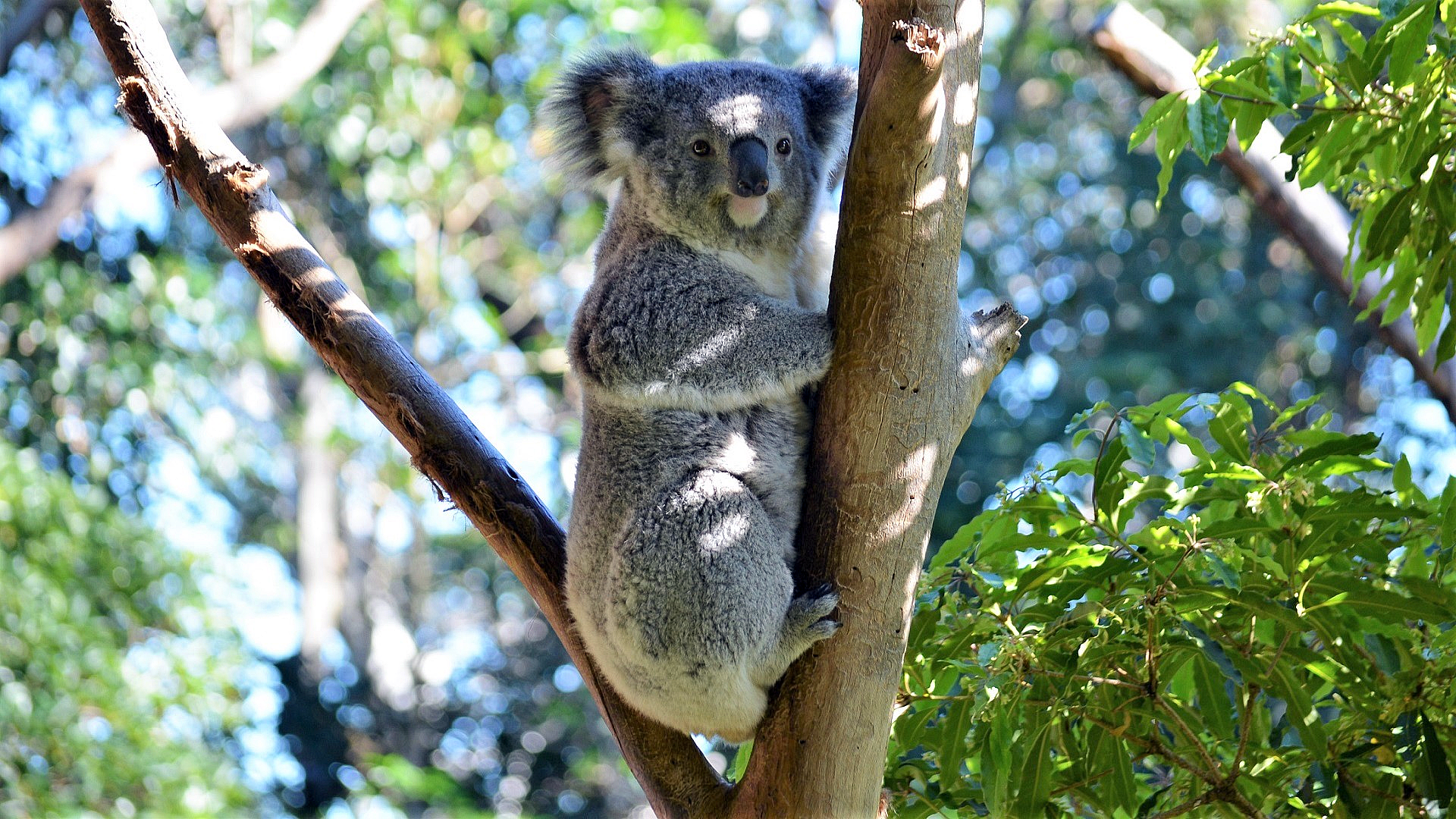 HD PC desktop wallpaper of a koala bear in a zoo, clinging to a tree branch with soft bokeh foliage background — close-up of the gray animal in dappled sunlight.