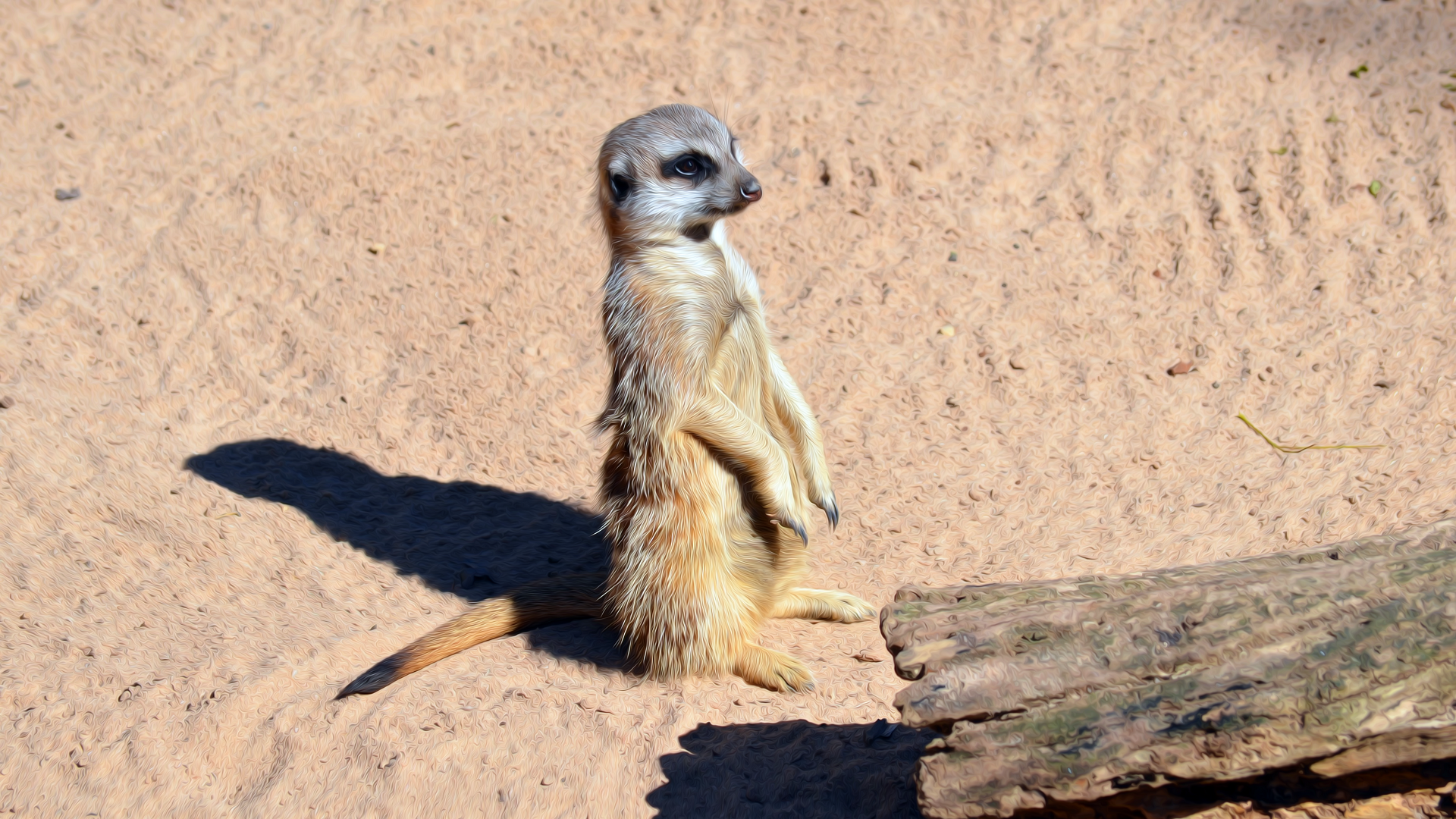 A meerkat standing alert on sandy ground near a log, captured in clear detail for an HD PC desktop wallpaper background at a zoo.