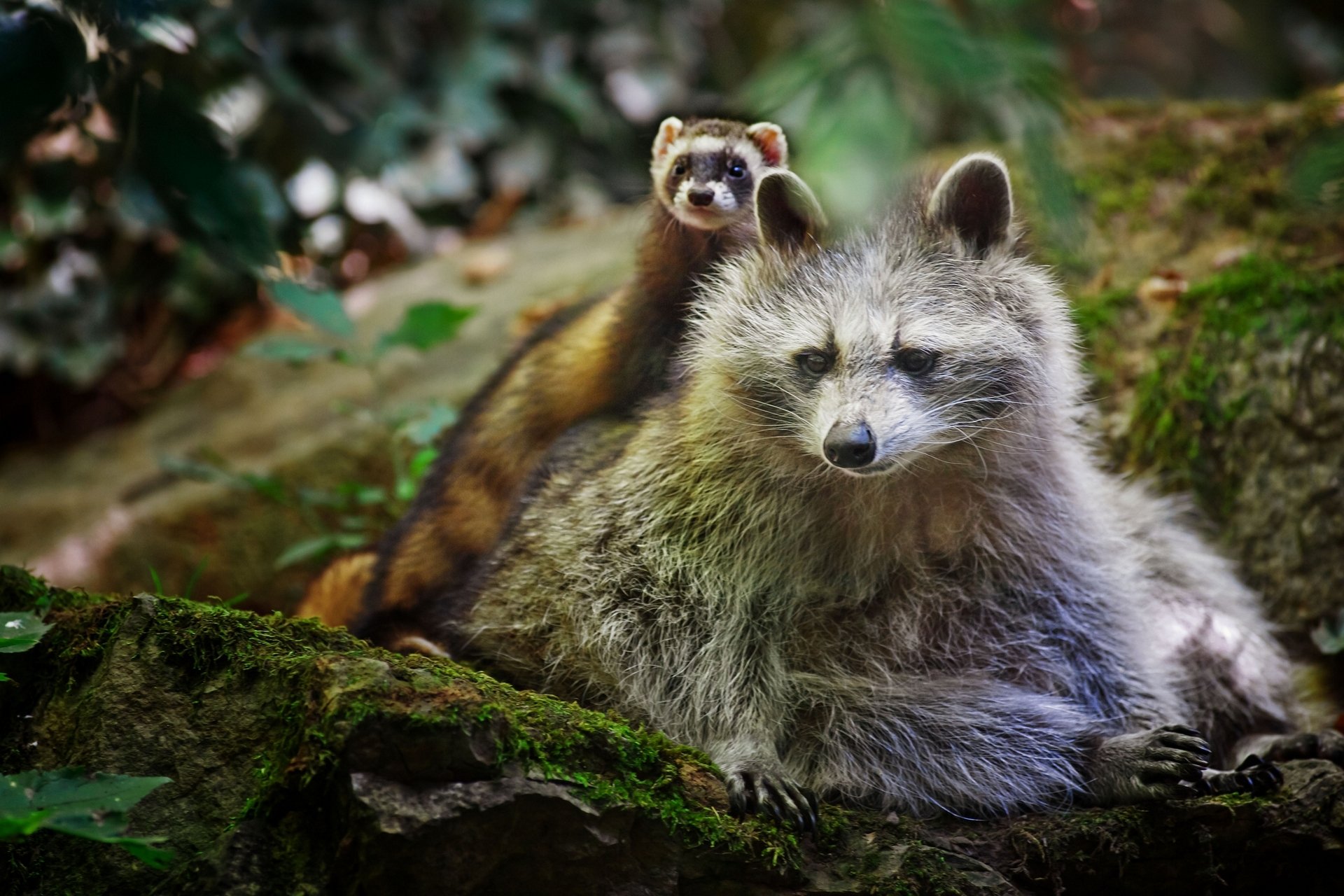 HD desktop wallpaper featuring a raccoon and a ferret resting together in a natural forest setting.