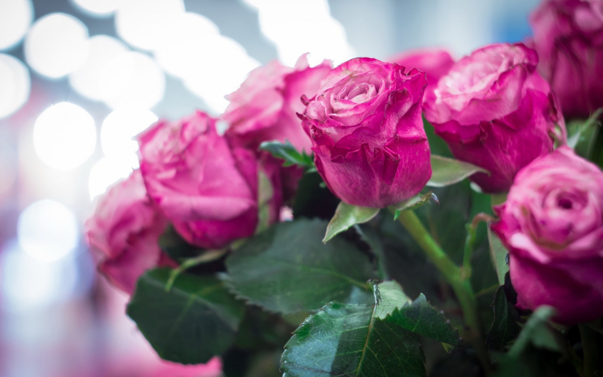 Download Nature Rose HD Wallpaper