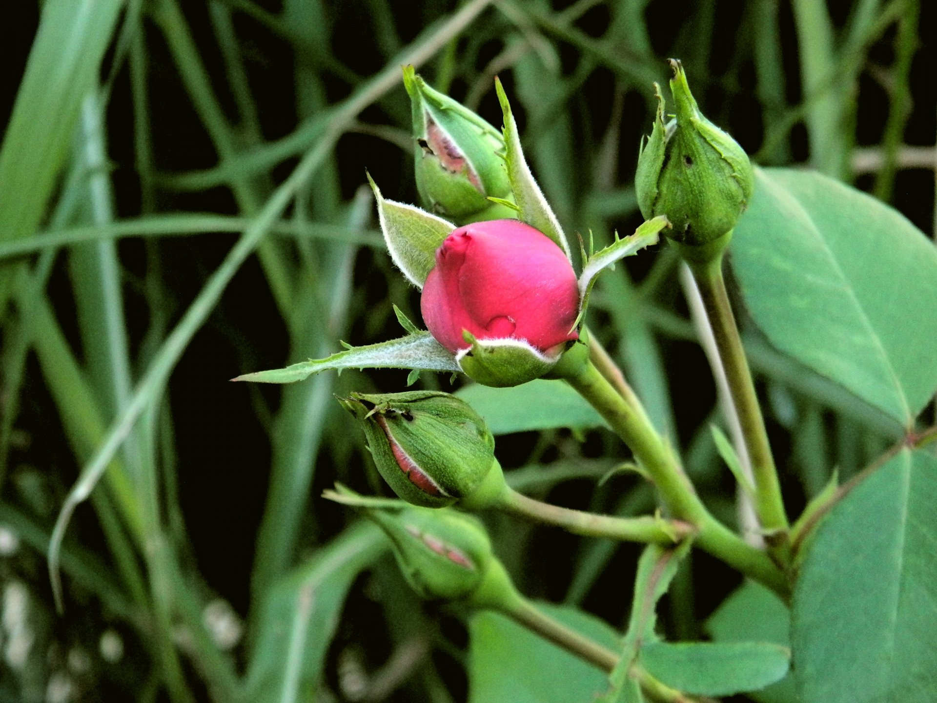 Red Rose buds by dovah