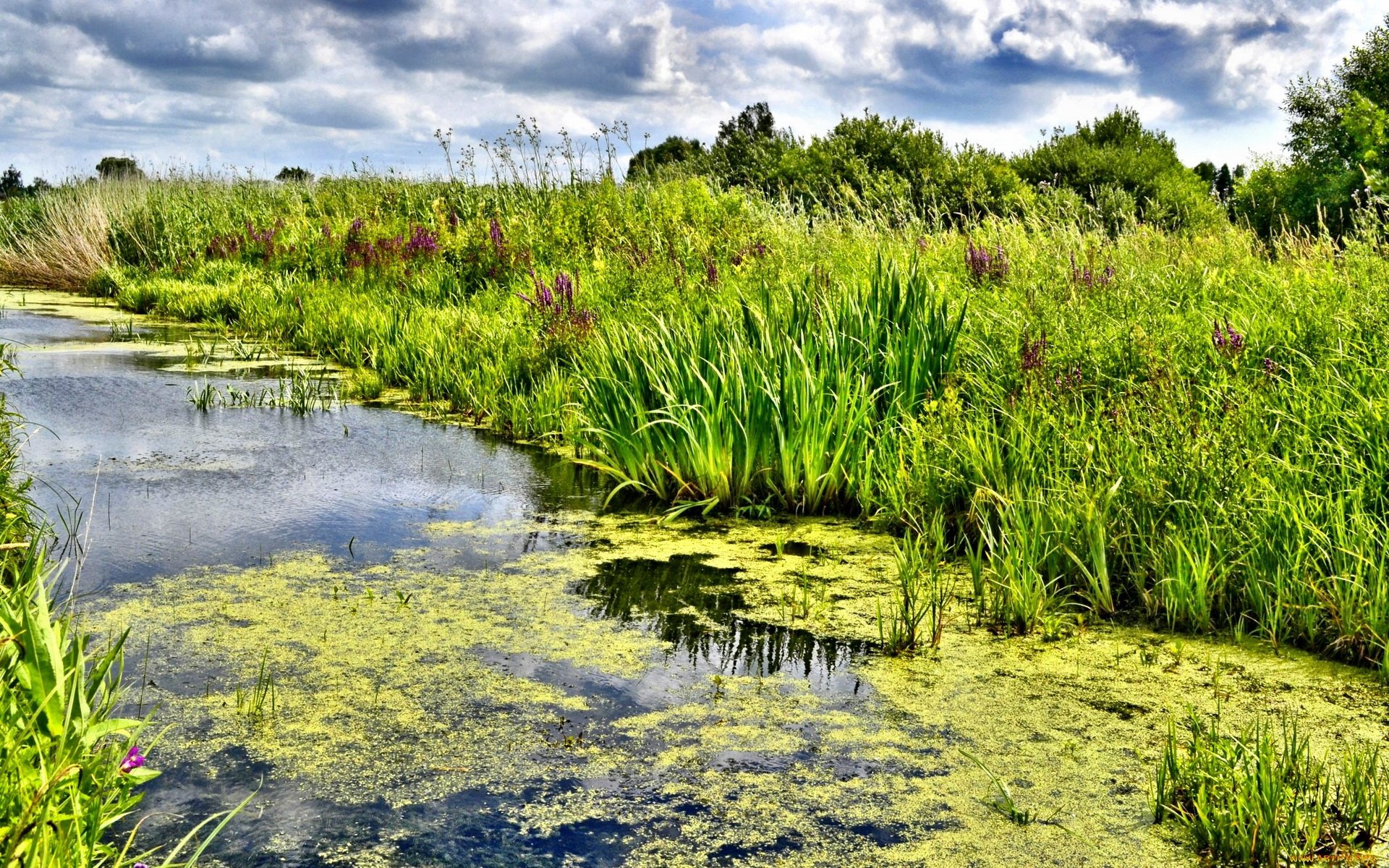 Download Nature River HD Wallpaper