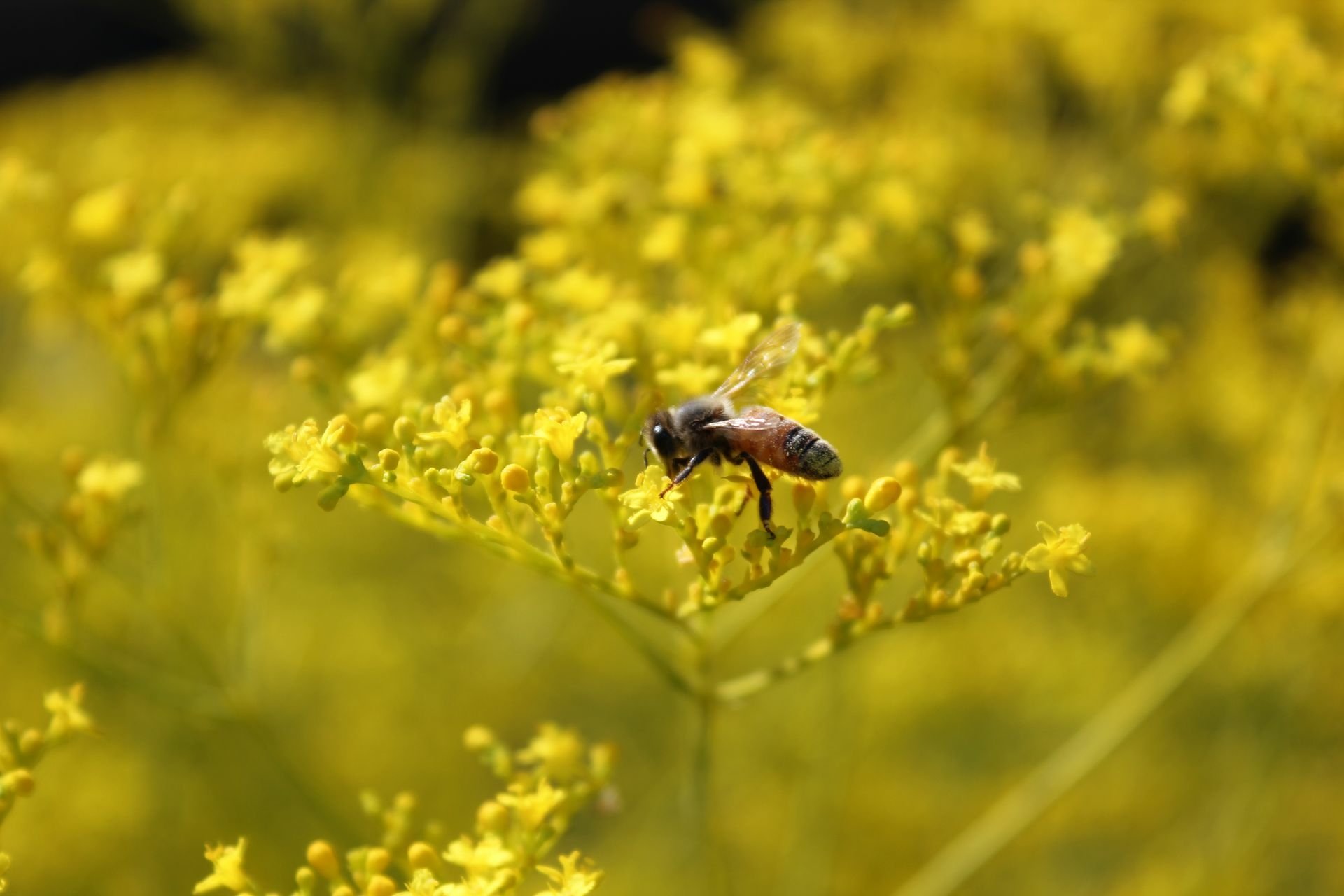 A close-up of a bee hovering over vibrant yellow flowers, captured in stunning HD detail, making for a striking desktop wallpaper and background.