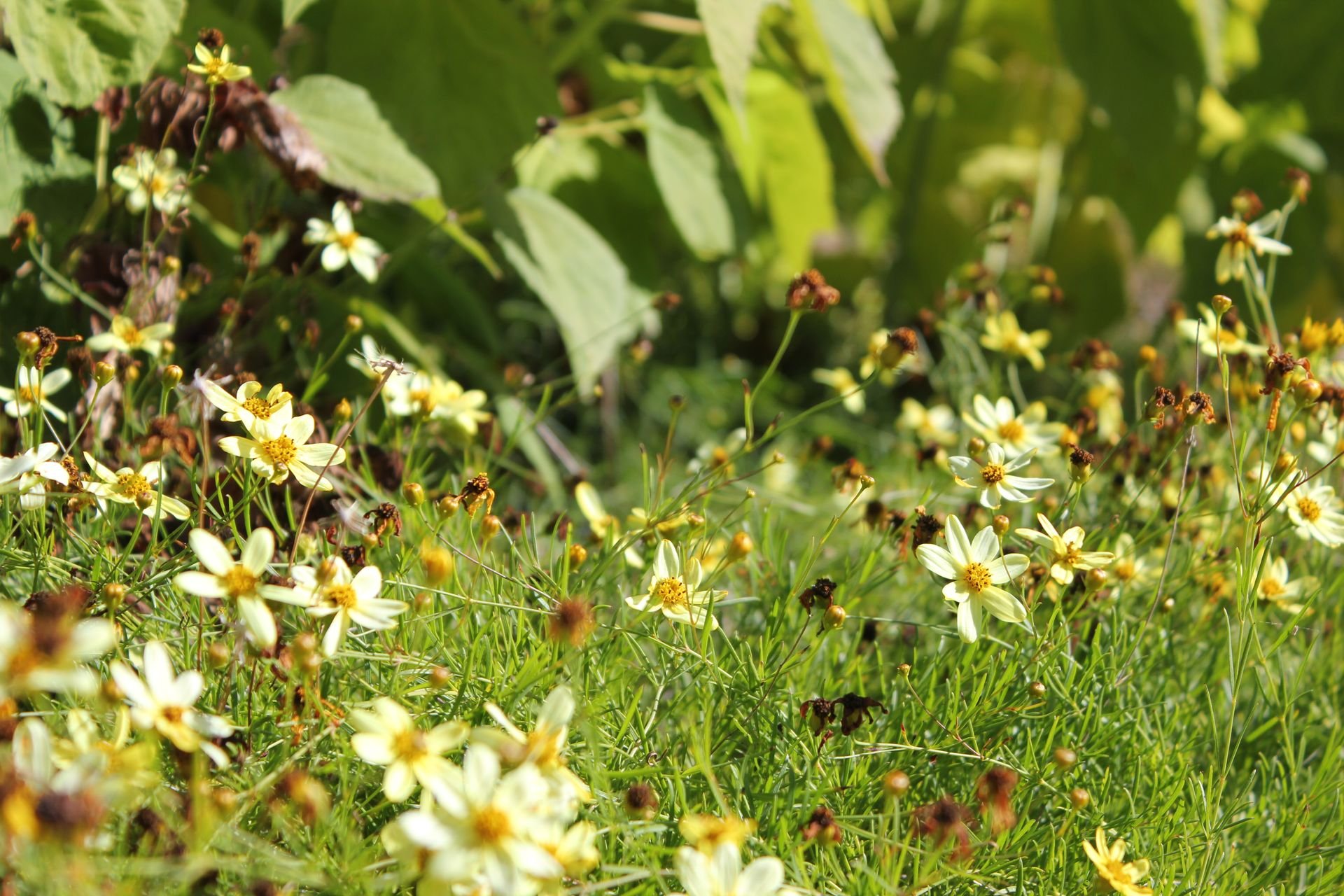 HD desktop wallpaper of a vibrant flower field with white and yellow flowers against a backdrop of green foliage.