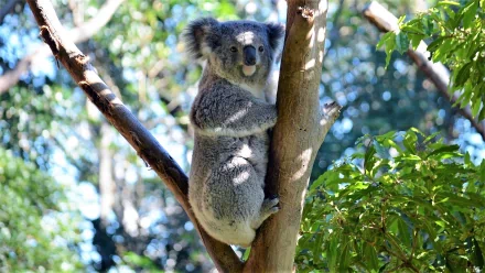 HD PC desktop wallpaper of a koala bear in a zoo, clinging to a tree branch with soft bokeh foliage background — close-up of the gray animal in dappled sunlight.