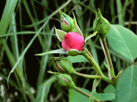  Red Rose buds 