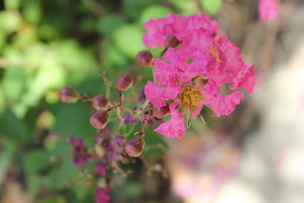 HD desktop wallpaper featuring a vibrant pink crepe myrtle flower in bloom with a soft-focus background.