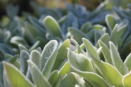 HD desktop wallpaper featuring a close-up of velvety Lamb's Ear plant leaves bathed in soft light.