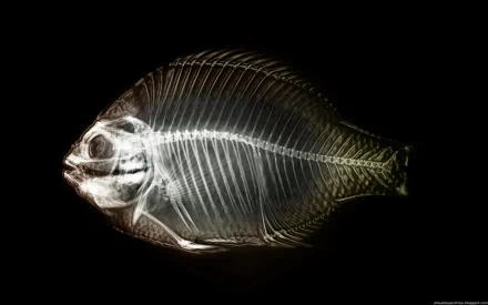  fish xray