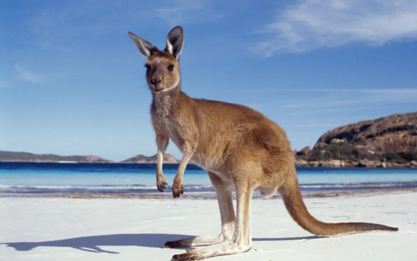 A kangaroo stands on a sandy beach with a scenic backdrop of blue water and distant hills, creating an inspiring HD desktop wallpaper and background.