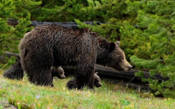 forest cub brown bear Animal bear HD Desktop Wallpaper | Background Image