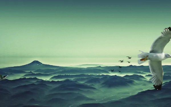 Animal seagull HD Desktop Wallpaper | Background Image