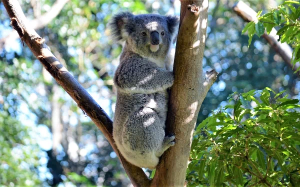 HD PC desktop wallpaper of a koala bear in a zoo, clinging to a tree branch with soft bokeh foliage background — close-up of the gray animal in dappled sunlight.