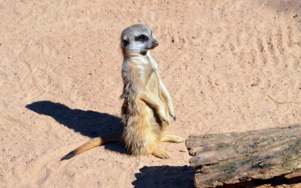 A meerkat standing alert on sandy ground near a log, captured in clear detail for an HD PC desktop wallpaper background at a zoo.