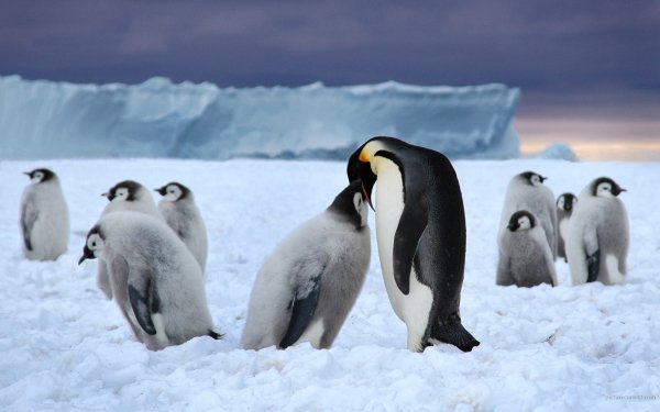 Animal Emperor Penguin Birds Penguins Bird Penguin Love HD Wallpaper | Background Image