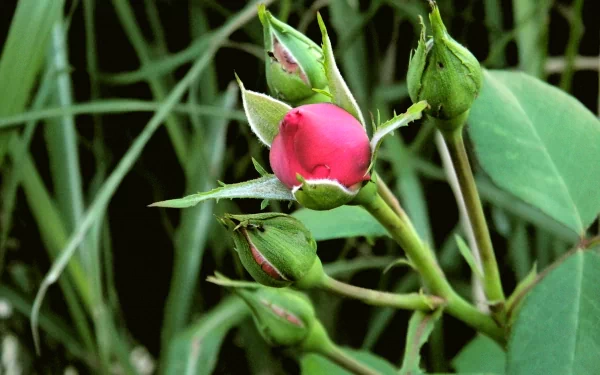  Red Rose buds 