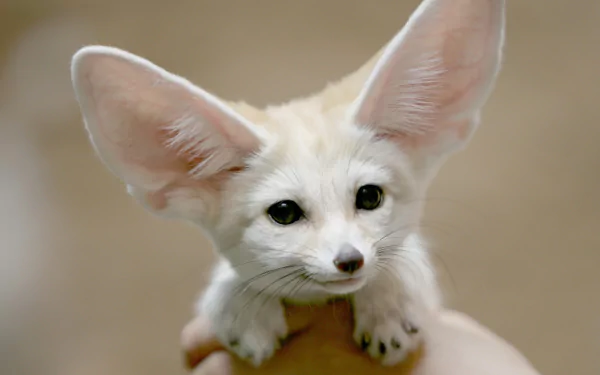HD desktop wallpaper featuring a close-up of a fennec fox with large, attentive ears and expressive eyes.