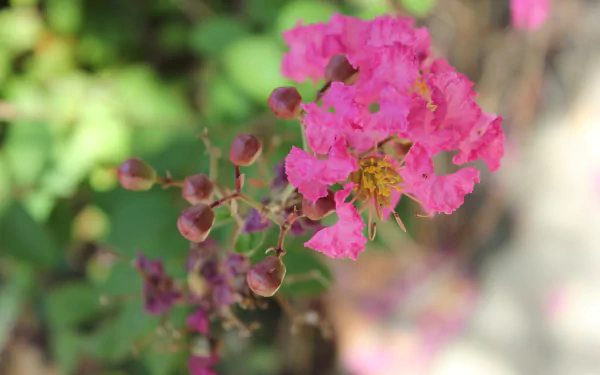 HD desktop wallpaper featuring a vibrant pink crepe myrtle flower in bloom with a soft-focus background.