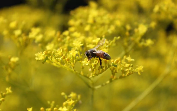A close-up of a bee hovering over vibrant yellow flowers, captured in stunning HD detail, making for a striking desktop wallpaper and background.