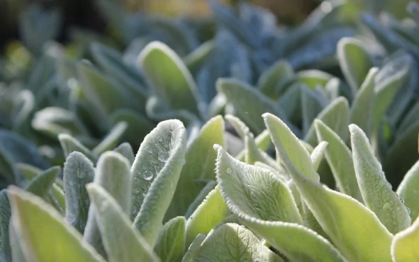 HD desktop wallpaper featuring a close-up of velvety Lamb's Ear plant leaves bathed in soft light.
