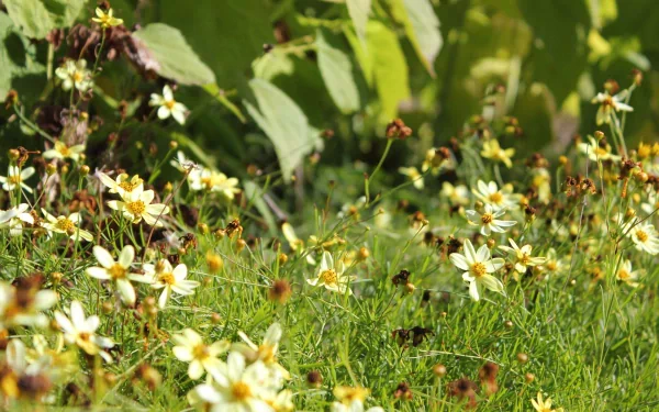 HD desktop wallpaper of a vibrant flower field with white and yellow flowers against a backdrop of green foliage.