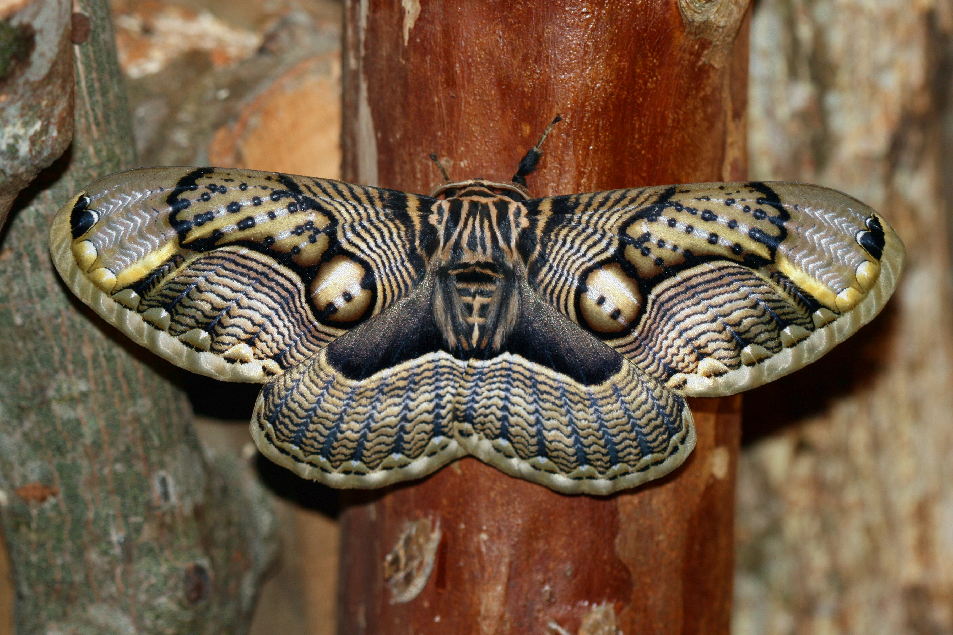 Animal Moth HD Wallpaper | Background Image