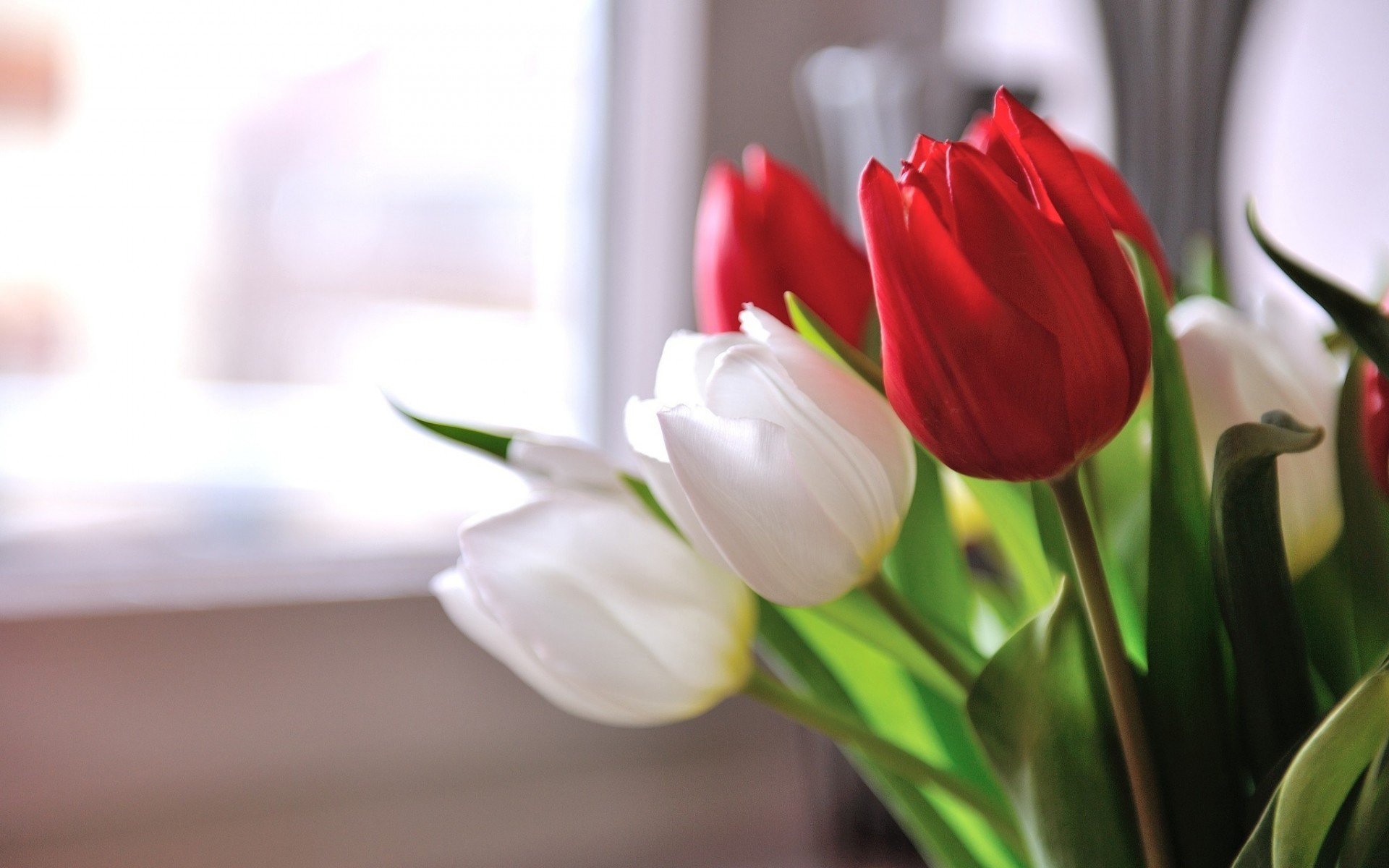HD PC desktop wallpaper: close-up of red and white tulips in soft indoor light, nature-themed background.