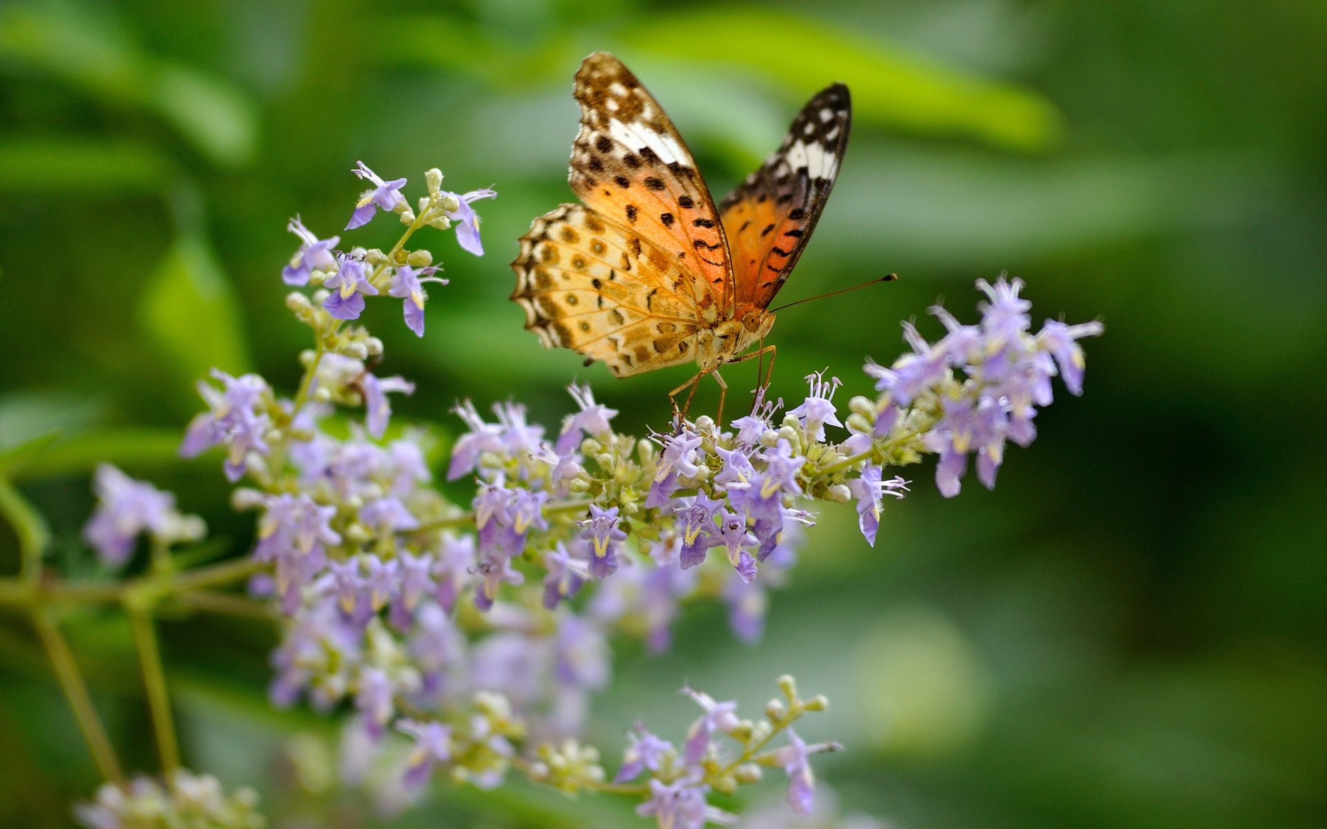 Download Animal Butterfly HD Wallpaper