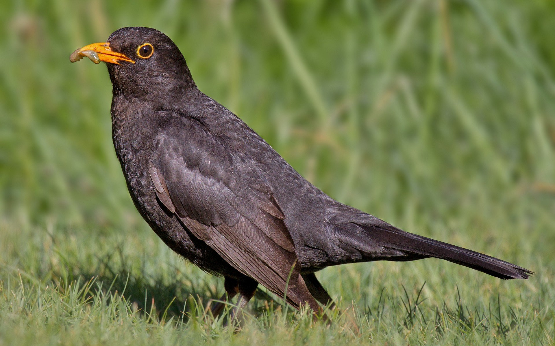 HD PC desktop wallpaper of a common blackbird with an orange beak standing on grass, dark plumage against a softly blurred green background.