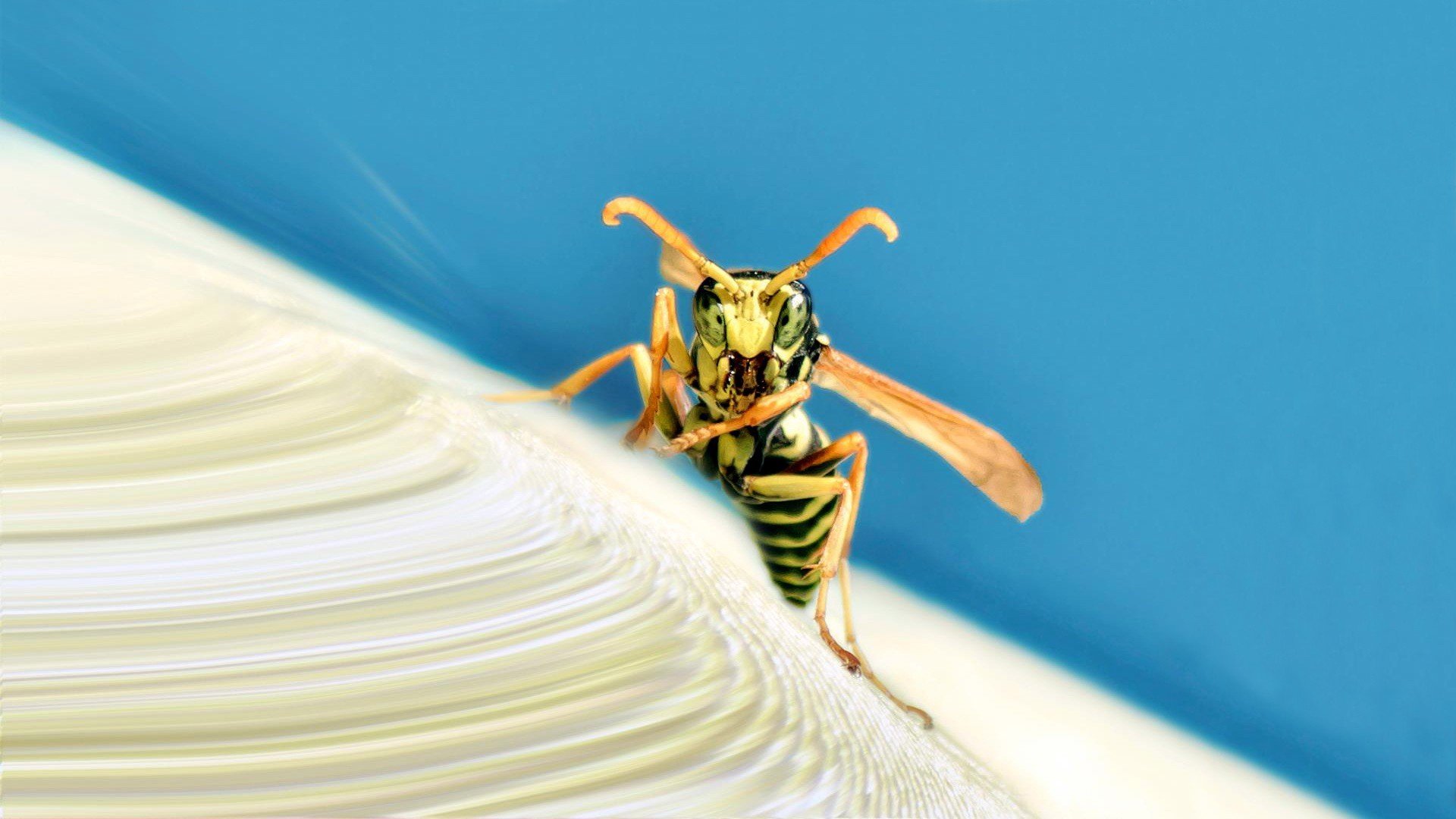 Download Animal Wasp HD Wallpaper