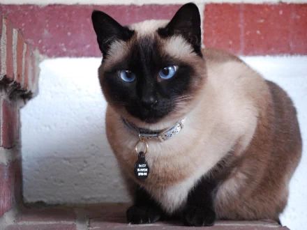 Close-up of a Tonkinese cat with striking blue eyes and Siamese markings, featured as an HD PC desktop wallpaper background.