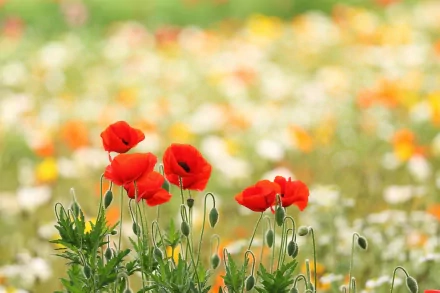 nature poppy HD Desktop Wallpaper | Background Image