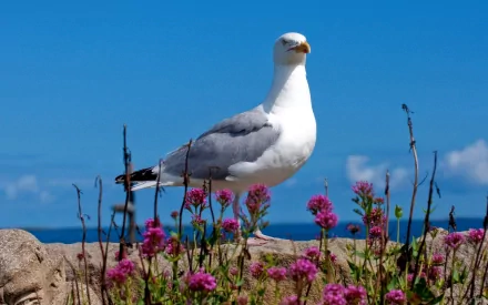 Animal seagull HD Desktop Wallpaper | Background Image