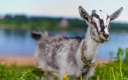 HD desktop wallpaper featuring a close-up of a young goat standing in grass with a blurred lake and trees in the background.