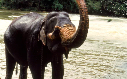Animal Asian Elephant HD Desktop Wallpaper | Background Image
