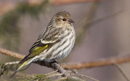  Pine Siskin