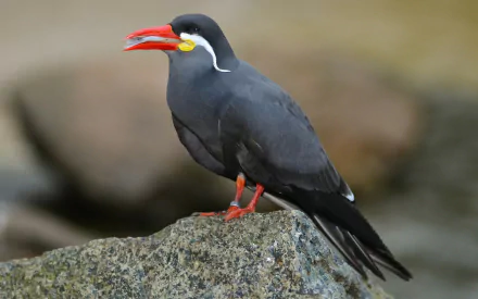 Animal inca tern HD Desktop Wallpaper | Background Image
