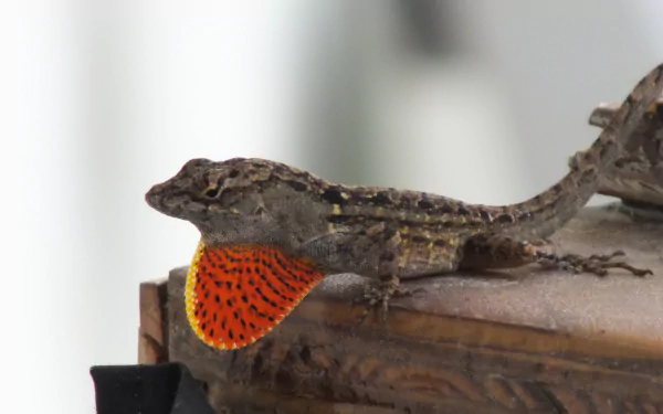  Brown Anole