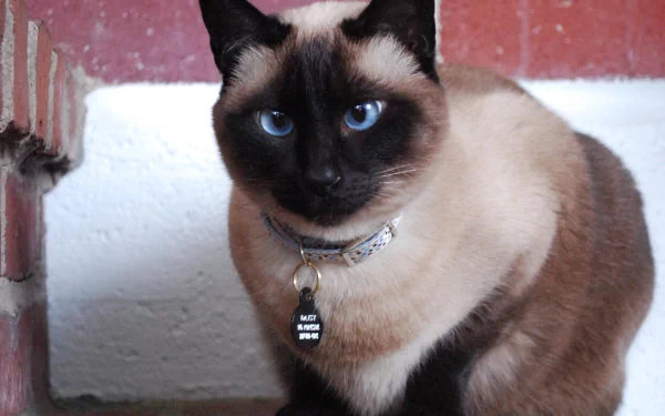 Close-up of a Tonkinese cat with striking blue eyes and Siamese markings, featured as an HD PC desktop wallpaper background.