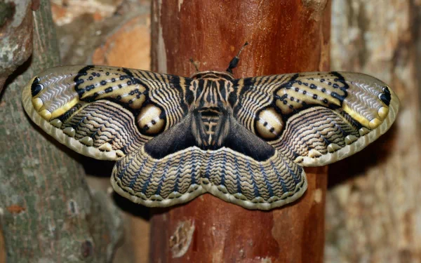 Brahmeid Moth